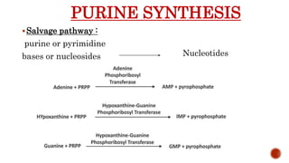 PURINE SYNTHESIS
Salvage pathway :
purine or pyrimidine
bases or nucleosides Nucleotides
 