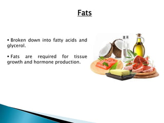 Fats 
 Broken down into fatty acids and 
glycerol. 
 Fats are required for tissue 
growth and hormone production. 
 