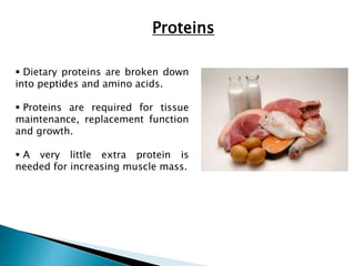Proteins 
 Dietary proteins are broken down 
into peptides and amino acids. 
 Proteins are required for tissue 
maintenance, replacement function 
and growth. 
 A very little extra protein is 
needed for increasing muscle mass. 
 