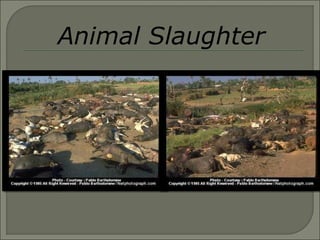 Animal Slaughter 
 