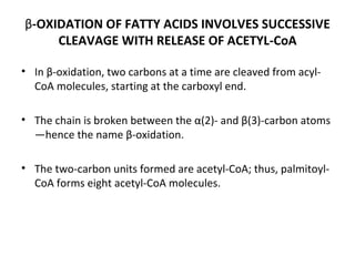β -OXIDATION OF FATTY ACIDS INVOLVES SUCCESSIVE CLEAVAGE WITH RELEASE OF ACETYL-CoA In β-oxidation, two carbons at a time are cleaved from acyl-CoA molecules, starting at the carboxyl end.  The chain is broken between the α(2)- and β(3)-carbon atoms—hence the name β-oxidation.  The two-carbon units formed are acetyl-CoA; thus, palmitoyl- CoA forms eight acetyl-CoA molecules. 
