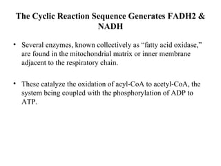 The Cyclic Reaction Sequence Generates FADH2 & NADH Several enzymes, known collectively as “fatty acid oxidase,” are found in the mitochondrial matrix or inner membrane adjacent to the respiratory chain. These catalyze the oxidation of acyl-CoA to acetyl-CoA, the system being coupled with the phosphorylation of ADP to ATP. 