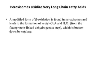 Peroxisomes Oxidize Very Long Chain Fatty Acids A modified form of β-oxidation is found in peroxisomes and leads to the formation of acetyl-CoA and H 2 O 2  (from the flavoprotein-linked dehydrogenase step), which is broken down by catalase.   