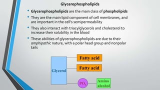 Structure Of Glycerophospholipid