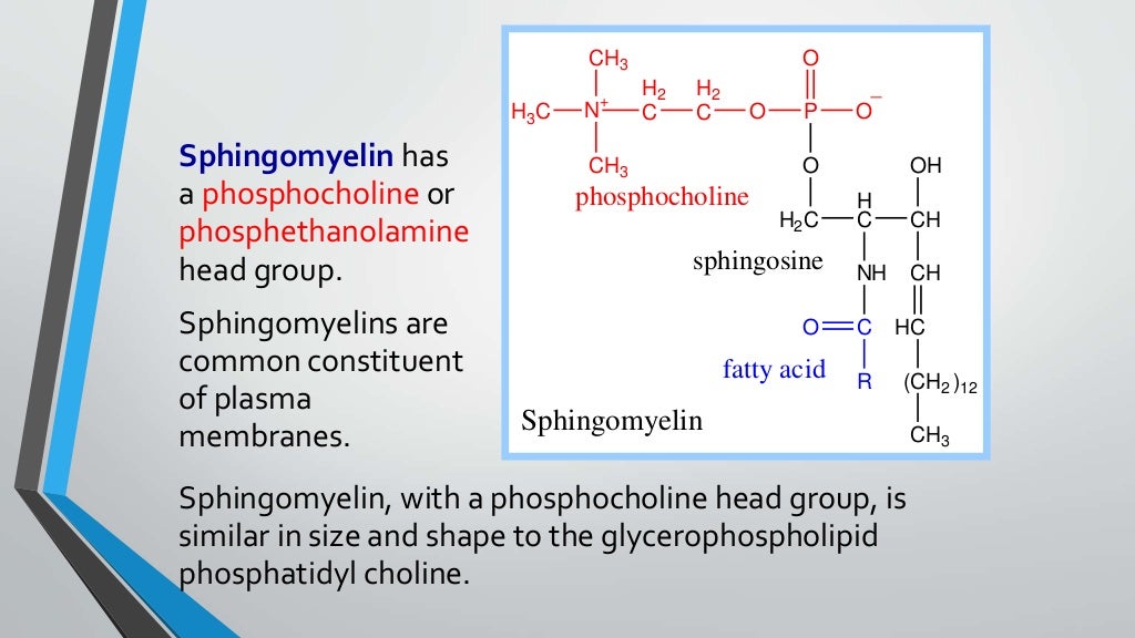 PHOSPHOLIPIDS, GLYCEROPHOSPHOLIPIDS, SPHINGOMYELIN AND GLYCOLIPIDS