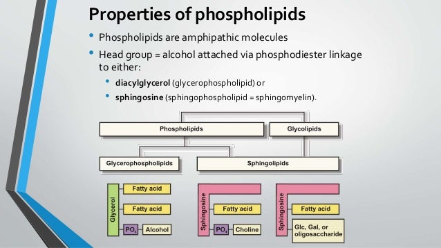 Phospholipids Glycerophospholipids Sphingomyelin And Glycolipids