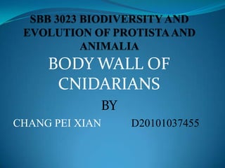 BODY WALL OF
      CNIDARIANS
             BY
CHANG PEI XIAN    D20101037455
 