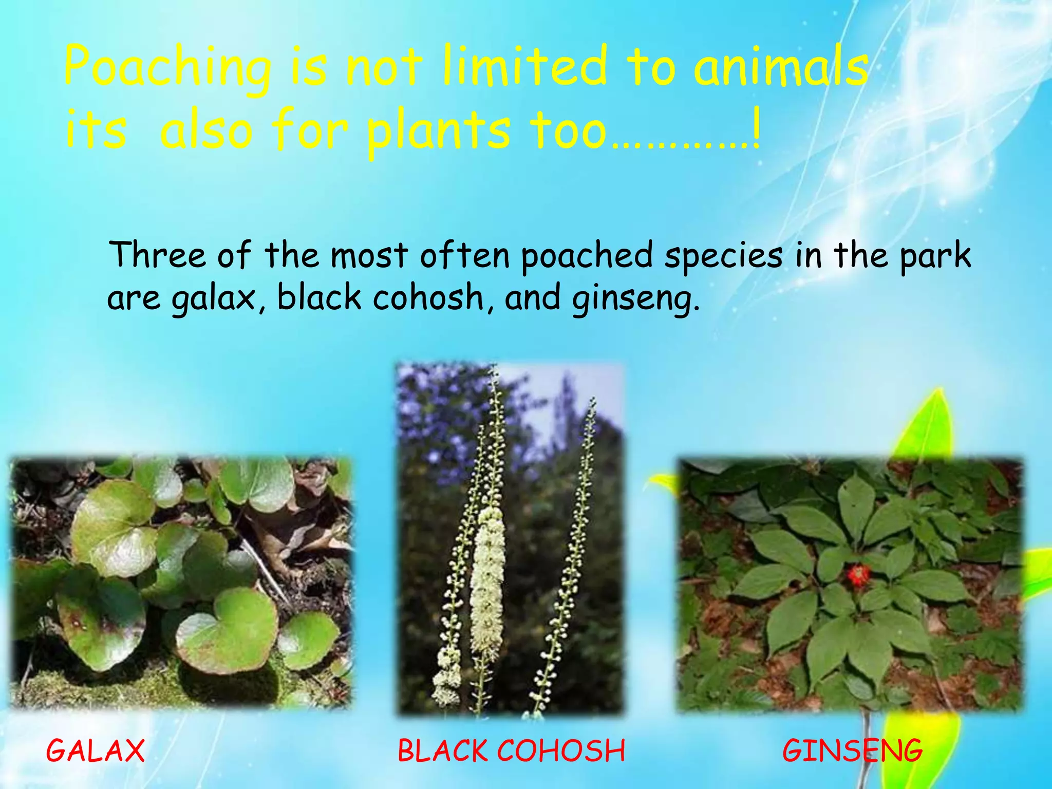 Poaching is not limited to animals
its also for plants too…………!
Three of the most often poached species in the park
are galax, black cohosh, and ginseng.
GALAX BLACK COHOSH GINSENG
 