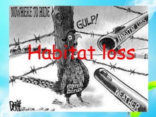 Habitat loss
 