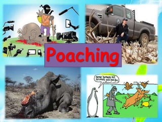 Poaching
 