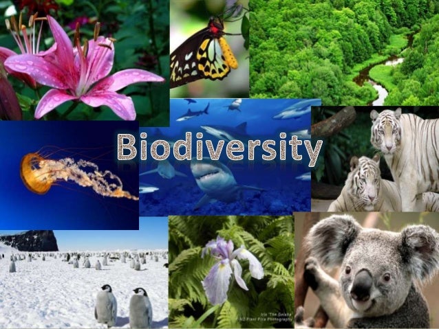 presentation of biodiversity 1 638