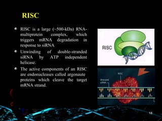 miRNA & siRNA | PPT