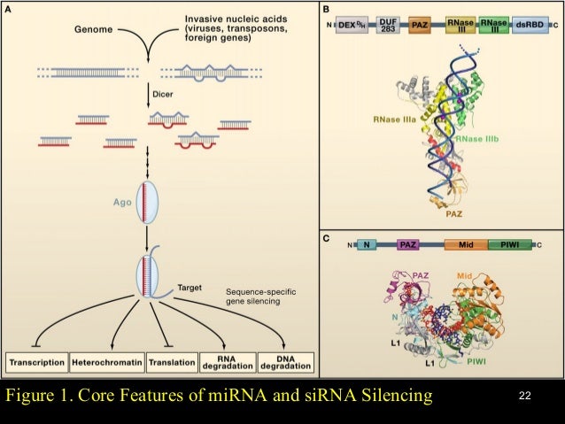 mirna sirna sirna vs mirna