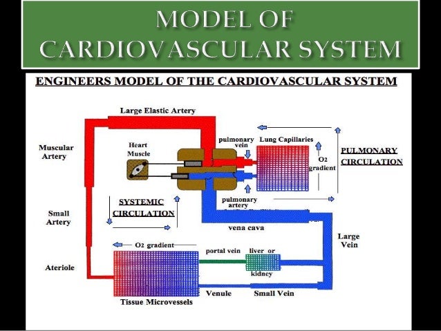 Presentation of cardiovascular system