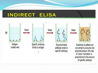 Presentation of elisa test | PPTX