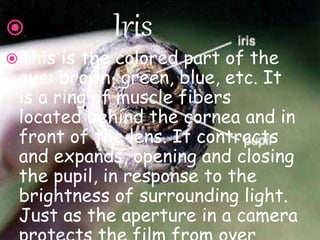  Iris
This is the colored part of the
eye: brown, green, blue, etc. It
is a ring of muscle fibers
located behind the cornea and in
front of the lens. It contracts
and expands, opening and closing
the pupil, in response to the
brightness of surrounding light.
Just as the aperture in a camera
 