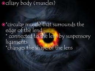 ciliary body (muscles)
*circular muscle that surrounds the
edge of the lend
* connected to the lens by suspensory
ligaments
*changes the shape of the lens
 