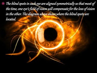  Theblindspotsineacheyearealignedsymmetricallysothatmostof
thetime,oneeye’sfieldof visionwillcompensateforthelossof vision
intheother.Thediagramaboveshowswheretheblindspotsare
located.
 