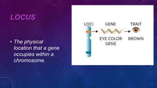 Locus In Biology Presentation of genetic periodontal.pptx