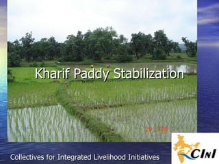 Kharif Paddy Stabilization Collectives for Integrated Livelihood Initiatives 