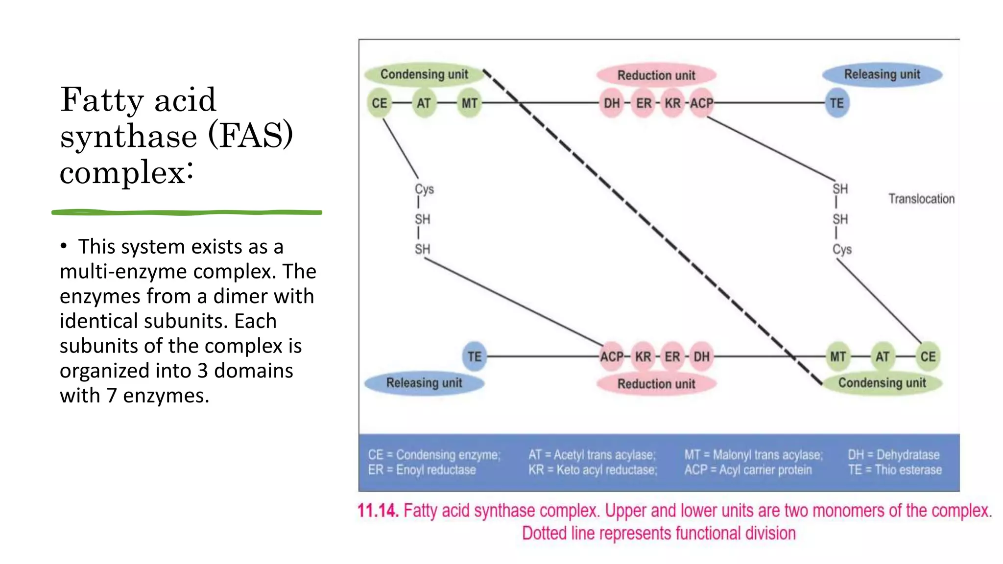 Fatty acid
synthase (FAS)
complex:
• This system exists as a
multi-enzyme complex. The
enzymes from a dimer with
identical subunits. Each
subunits of the complex is
organized into 3 domains
with 7 enzymes.
 