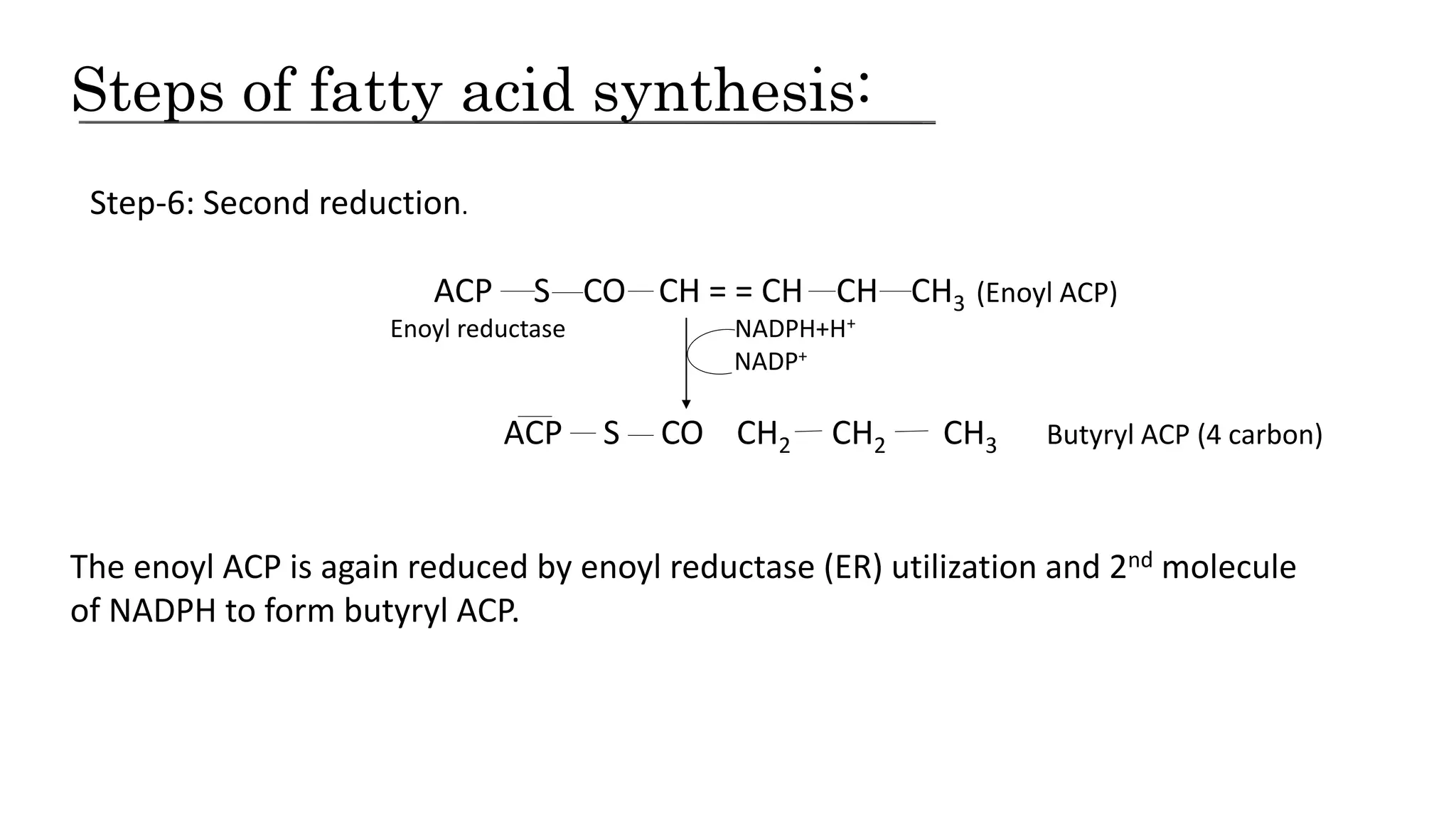 Steps of fatty acid synthesis:
Step-6: Second reduction.
The enoyl ACP is again reduced by enoyl reductase (ER) utilization and 2nd molecule
of NADPH to form butyryl ACP.
ACP S CO CH = = CH CH CH3 (Enoyl ACP)
Enoyl reductase NADPH+H+
NADP+
ACP S CO CH2 CH2 CH3 Butyryl ACP (4 carbon)
 