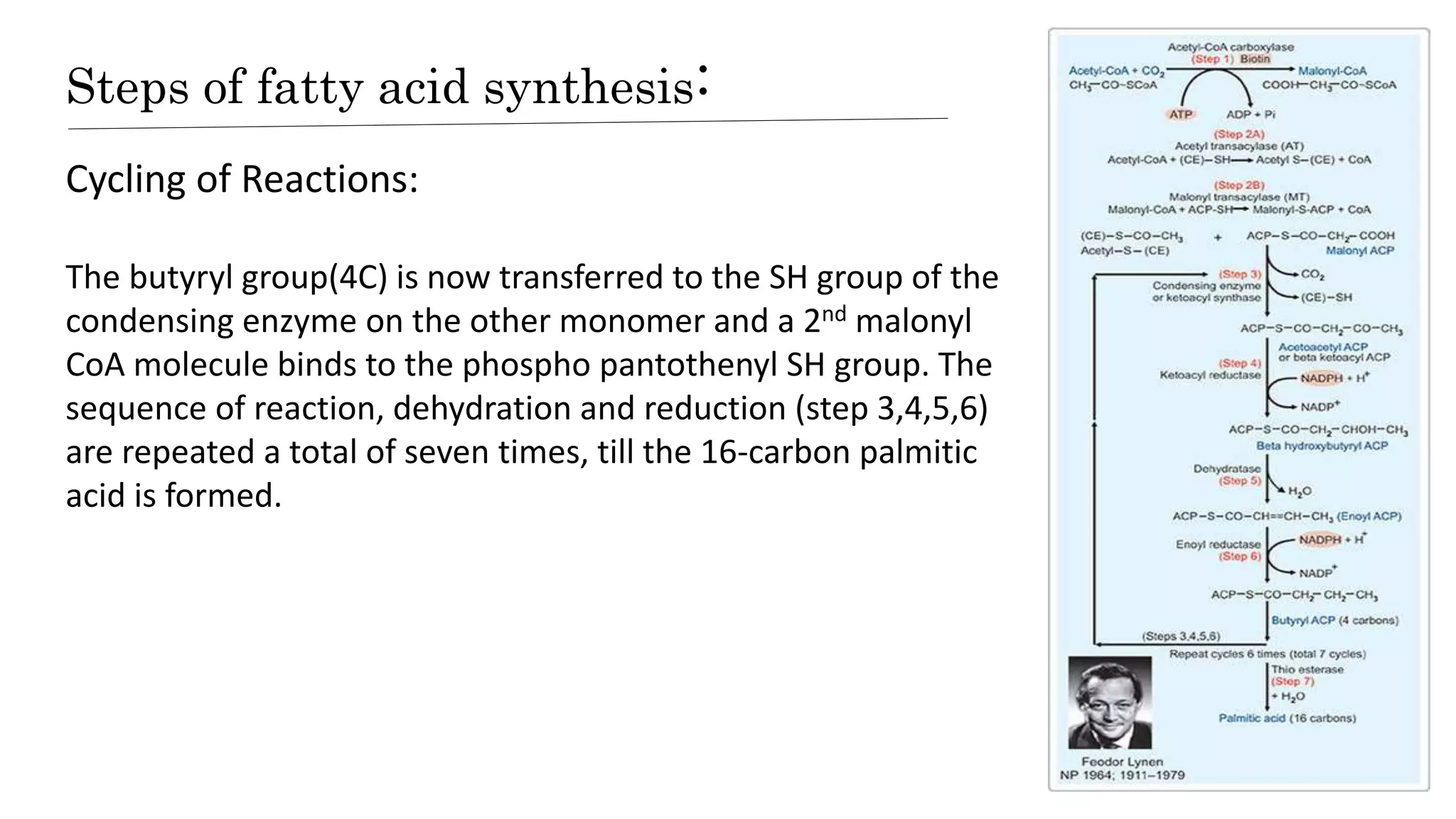 Steps of fatty acid synthesis:
Cycling of Reactions:
The butyryl group(4C) is now transferred to the SH group of the
condensing enzyme on the other monomer and a 2nd malonyl
CoA molecule binds to the phospho pantothenyl SH group. The
sequence of reaction, dehydration and reduction (step 3,4,5,6)
are repeated a total of seven times, till the 16-carbon palmitic
acid is formed.
 