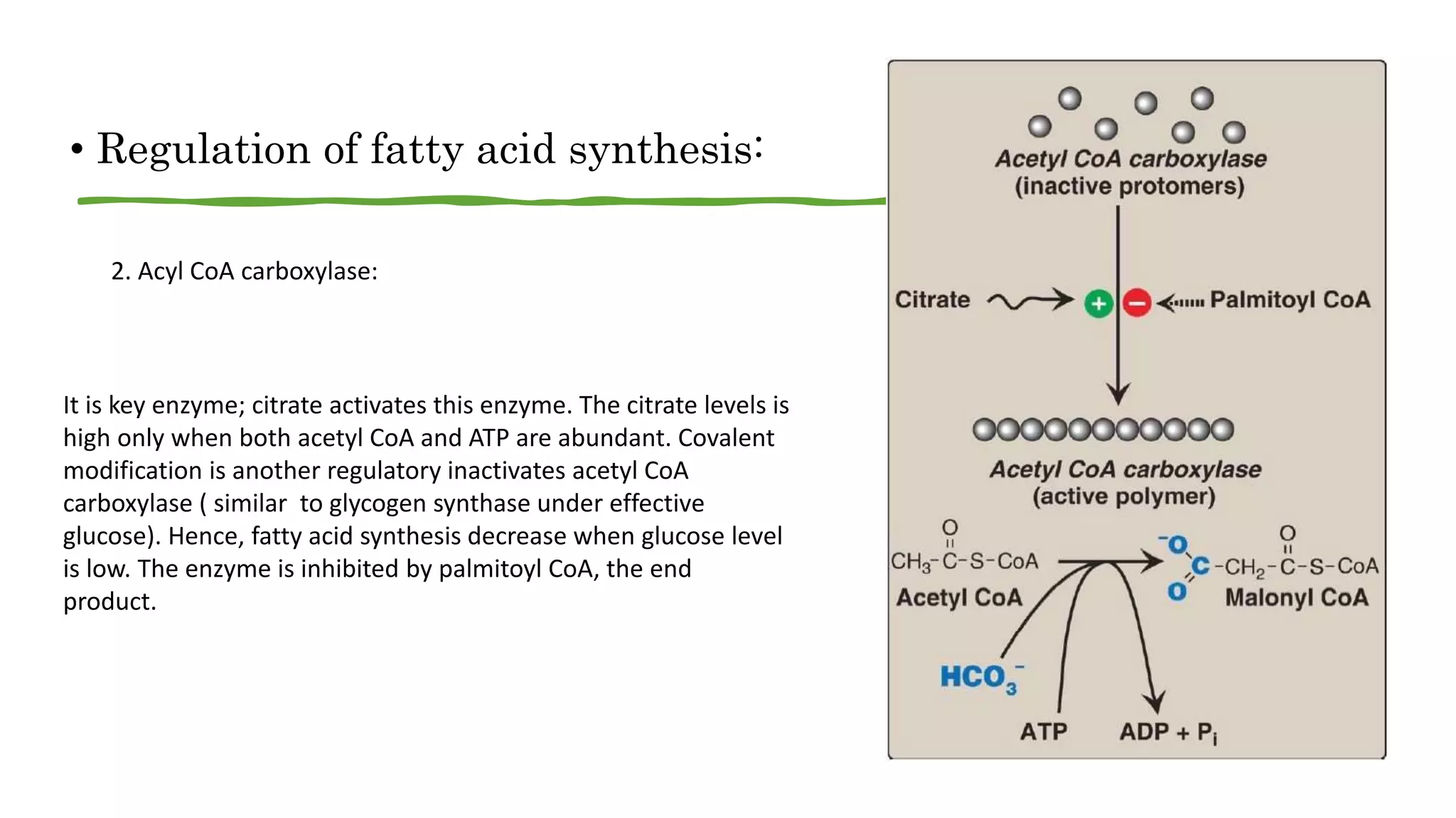 • Regulation of fatty acid synthesis:
2. Acyl CoA carboxylase:
It is key enzyme; citrate activates this enzyme. The citrate levels is
high only when both acetyl CoA and ATP are abundant. Covalent
modification is another regulatory inactivates acetyl CoA
carboxylase ( similar to glycogen synthase under effective
glucose). Hence, fatty acid synthesis decrease when glucose level
is low. The enzyme is inhibited by palmitoyl CoA, the end
product.
 
