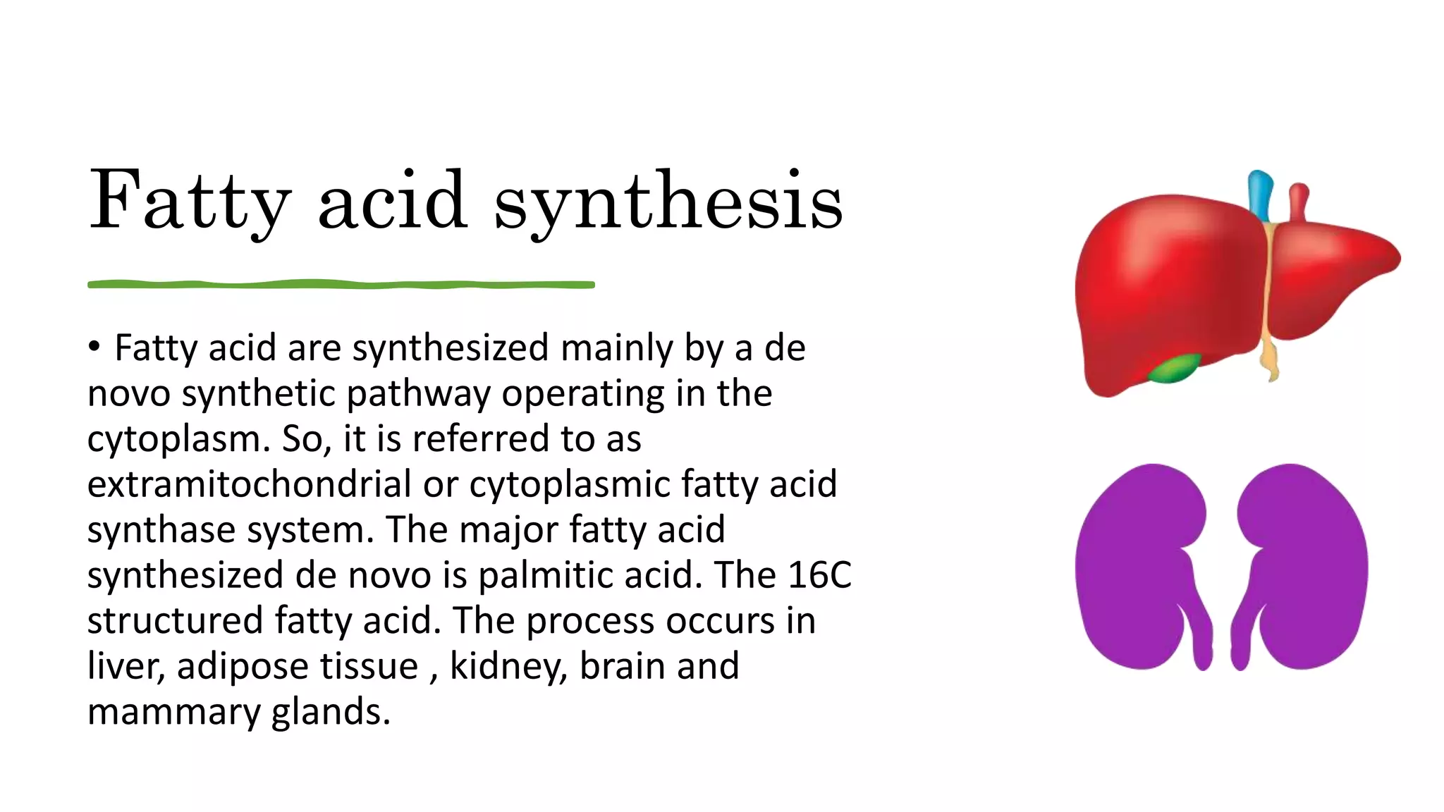 Fatty acid synthesis
• Fatty acid are synthesized mainly by a de
novo synthetic pathway operating in the
cytoplasm. So, it is referred to as
extramitochondrial or cytoplasmic fatty acid
synthase system. The major fatty acid
synthesized de novo is palmitic acid. The 16C
structured fatty acid. The process occurs in
liver, adipose tissue , kidney, brain and
mammary glands.
 