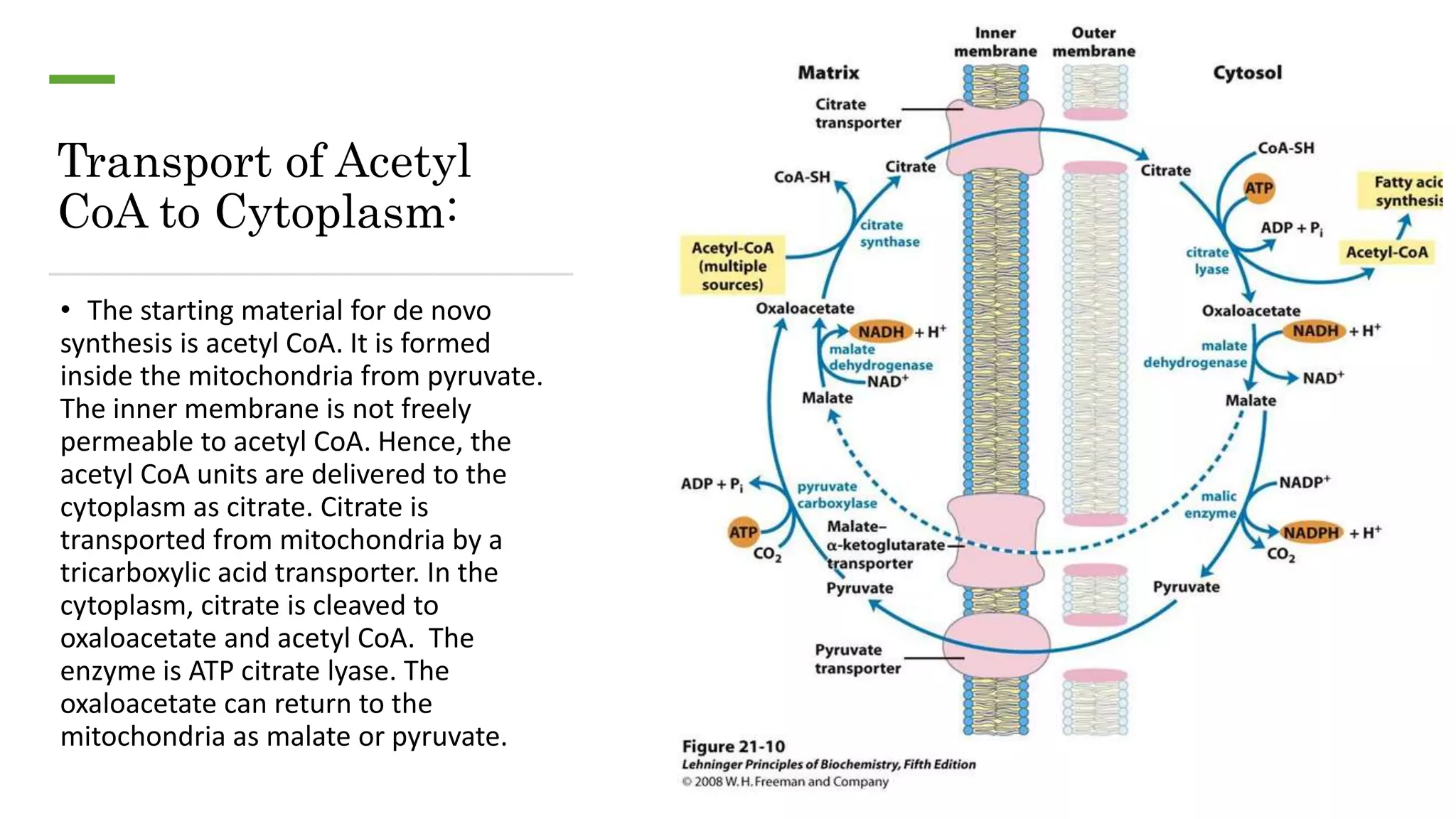 Transport of Acetyl
CoA to Cytoplasm:
• The starting material for de novo
synthesis is acetyl CoA. It is formed
inside the mitochondria from pyruvate.
The inner membrane is not freely
permeable to acetyl CoA. Hence, the
acetyl CoA units are delivered to the
cytoplasm as citrate. Citrate is
transported from mitochondria by a
tricarboxylic acid transporter. In the
cytoplasm, citrate is cleaved to
oxaloacetate and acetyl CoA. The
enzyme is ATP citrate lyase. The
oxaloacetate can return to the
mitochondria as malate or pyruvate.
 
