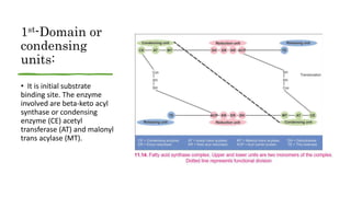 1st-Domain or
condensing
units:
• It is initial substrate
binding site. The enzyme
involved are beta-keto acyl
synthase or condensing
enzyme (CE) acetyl
transferase (AT) and malonyl
trans acylase (MT).
 