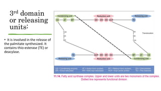 3rd domain
or releasing
units:
• It is involved in the release of
the palmitate synthesized. It
contains thio-esterase (TE) or
deacylase.
 