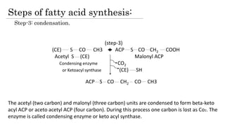 Steps of fatty acid synthesis:
Step-3: condensation.
(step-3)
(CE) S CO CH3 ACP S CO CH2 COOH
Acetyl S (CE) Malonyl ACP
Condensing enzyme CO2
or Ketoacyl synthase (CE) SH
ACP S CO CH2 CO CH3
The acetyl (two carbon) and malonyl (three carbon) units are condensed to form beta-keto
acyl ACP or aceto acetyl ACP (four carbon). During this process one carbon is lost as Co2. The
enzyme is called condensing enzyme or keto acyl synthase.
 
