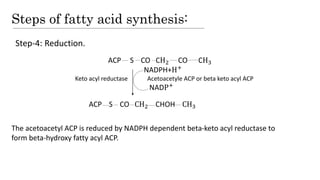 Steps of fatty acid synthesis:
Step-4: Reduction.
The acetoacetyl ACP is reduced by NADPH dependent beta-keto acyl reductase to
form beta-hydroxy fatty acyl ACP.
ACP S CO CH2 CO CH3
NADPH+H+
Keto acyl reductase Acetoacetyle ACP or beta keto acyl ACP
NADP+
ACP S CO CH2 CHOH CH3
 