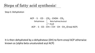 Steps of fatty acid synthesis:
Step-5: Dehydration
It is then dehydrated by a dehydratase (DH) to form enoyl ACP otherwise
known as (alpha beta unsaturated acyl ACP)
ACP S CO CH2 CHOH CH3
Dehydratase Beta hydroxy butyryl
H2O
ACP S CO CH= = CH CH CH3 (Enoyl ACP)
 