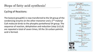 Steps of fatty acid synthesis:
Cycling of Reactions:
The butyryl group(4C) is now transferred to the SH group of the
condensing enzyme on the other monomer and a 2nd malonyl
CoA molecule binds to the phospho pantothenyl SH group. The
sequence of reaction, dehydration and reduction (step 3,4,5,6)
are repeated a total of seven times, till the 16-carbon palmitic
acid is formed.
 