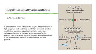 • Regulation of fatty acid synthesis:
2. Acyl CoA carboxylase:
It is key enzyme; citrate activates this enzyme. The citrate levels is
high only when both acetyl CoA and ATP are abundant. Covalent
modification is another regulatory inactivates acetyl CoA
carboxylase ( similar to glycogen synthase under effective
glucose). Hence, fatty acid synthesis decrease when glucose level
is low. The enzyme is inhibited by palmitoyl CoA, the end
product.
 