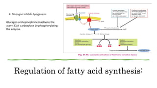 Regulation of fatty acid synthesis:
4. Glucagon inhibits lipogenesis:
Glucagon and epinephrine inactivate the
acetyl CoA carboxylase by phosphorylating
the enzyme.
 