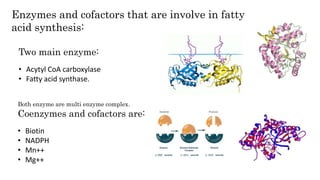Enzymes and cofactors that are involve in fatty
acid synthesis:
Two main enzyme:
• Acytyl CoA carboxylase
• Fatty acid synthase.
Both enzyme are multi enzyme complex.
Coenzymes and cofactors are:
• Biotin
• NADPH
• Mn++
• Mg++
 