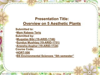 Presentation Title:
Overview on 5 Aesthetic Plants
Submitted to:
•Mam Rabeea Tariq
Submitted by:
•Muqadas Bibi (19-ARID-1746)
•Sundus Mushtaq (19-ARID-1751)
•Areesha Asghar (19-ARID-1724)
Course Code:
•HORT-506
•BS Environmental Sciences “5th semester”
 