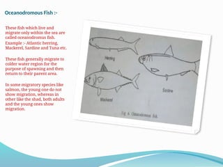 Presentation of migration of fish.pptx