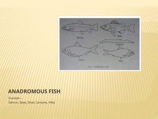 Presentation of migration of fish.pptx