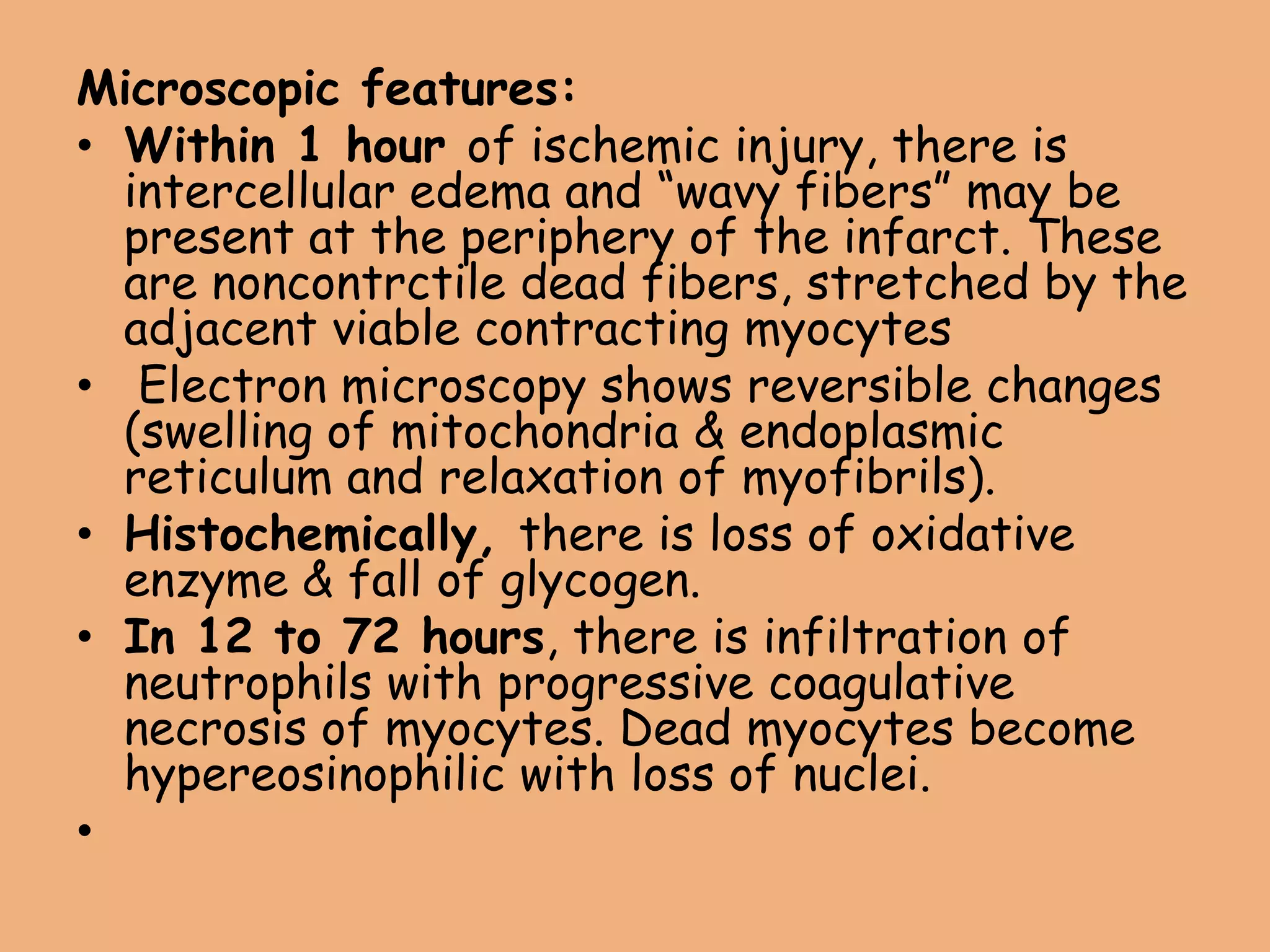 Microscopic features:
• Within 1 hour of ischemic injury, there is
intercellular edema and “wavy fibers” may be
present at the periphery of the infarct. These
are noncontrctile dead fibers, stretched by the
adjacent viable contracting myocytes
• Electron microscopy shows reversible changes
(swelling of mitochondria & endoplasmic
reticulum and relaxation of myofibrils).
• Histochemically, there is loss of oxidative
enzyme & fall of glycogen.
• In 12 to 72 hours, there is infiltration of
neutrophils with progressive coagulative
necrosis of myocytes. Dead myocytes become
hypereosinophilic with loss of nuclei.
•
 