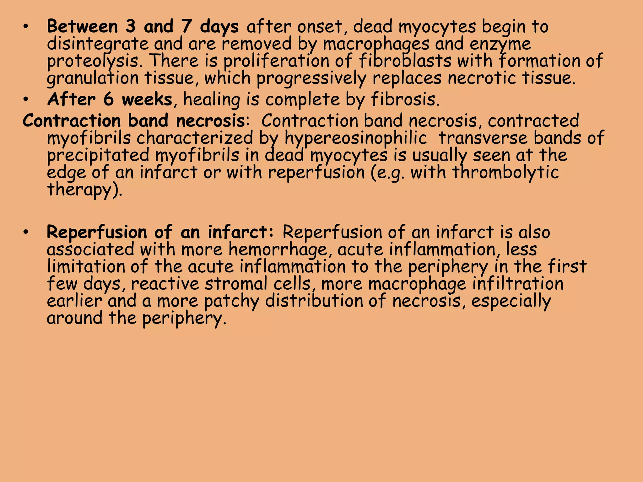 • Between 3 and 7 days after onset, dead myocytes begin to
disintegrate and are removed by macrophages and enzyme
proteolysis. There is proliferation of fibroblasts with formation of
granulation tissue, which progressively replaces necrotic tissue.
• After 6 weeks, healing is complete by fibrosis.
Contraction band necrosis: Contraction band necrosis, contracted
myofibrils characterized by hypereosinophilic transverse bands of
precipitated myofibrils in dead myocytes is usually seen at the
edge of an infarct or with reperfusion (e.g. with thrombolytic
therapy).
• Reperfusion of an infarct: Reperfusion of an infarct is also
associated with more hemorrhage, acute inflammation, less
limitation of the acute inflammation to the periphery in the first
few days, reactive stromal cells, more macrophage infiltration
earlier and a more patchy distribution of necrosis, especially
around the periphery.
 