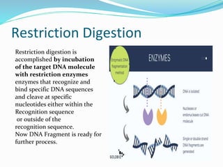 Restriction Digest Process Presentation of Molecular Cloning.pptx