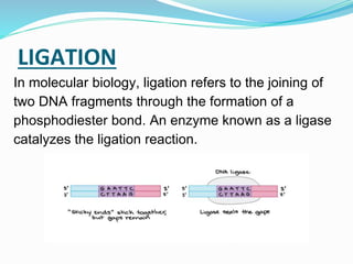 Presentation of Molecular Cloning.pptx