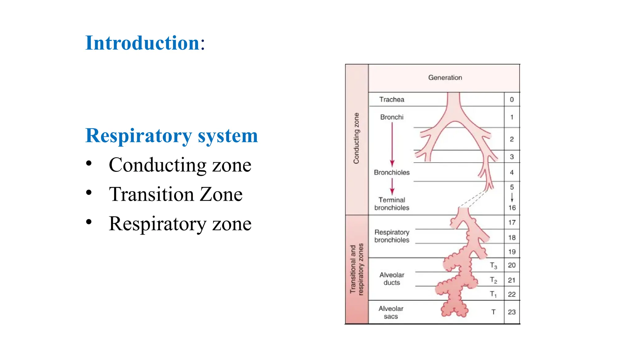 Presentation of Muni lakshmi elasticity of lungs.pptx