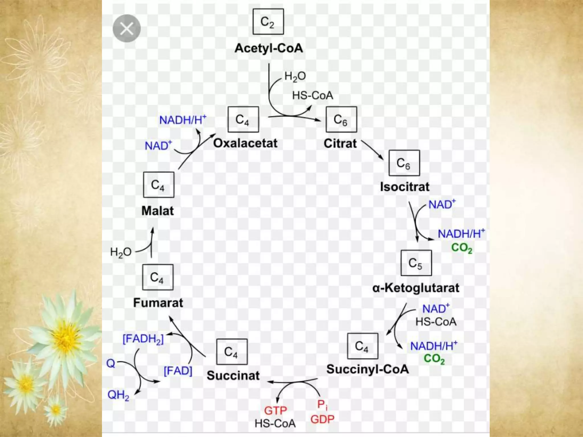O2 Deficiency Oxygen Deficiency In Plants | PPTX