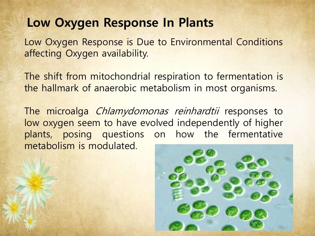 Oxygen Deficiency In Plants