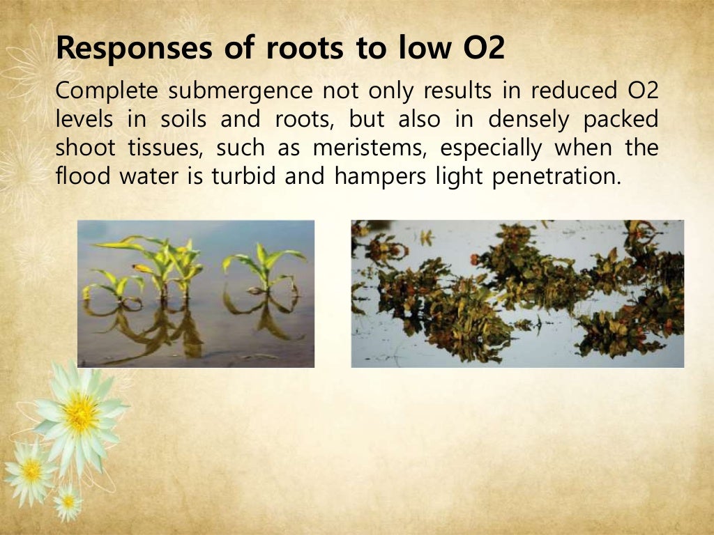 Oxygen Deficiency In Plants